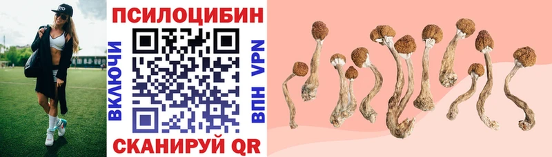 где найти   Куйбышев  Псилоцибиновые грибы Cubensis 